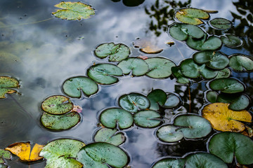 lilypads float in a cluster on the surface of a pond