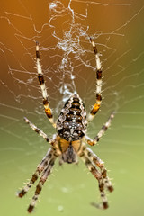 Araneus diadematus is commonly called the crowned orb weaver, European garden, diadem, orangie, pumpkin or cross spider - Choczewo, Pomerania, Poland