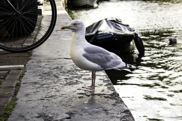 Seagulls in Amsterdam