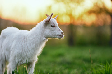 Obraz premium goat on green grass