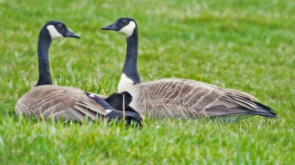canada goose on grass