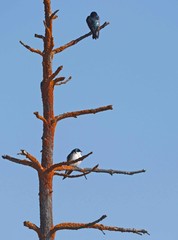 bird in a Tree