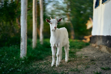 Fototapeta premium goat on pasture