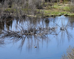 reflection of trees in water