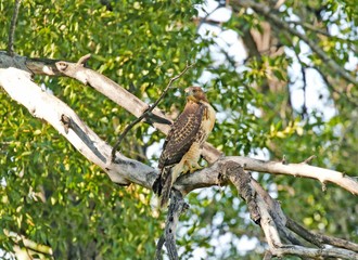 bird on branch