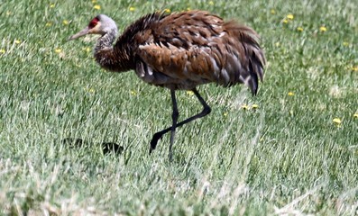 Sandhill crane