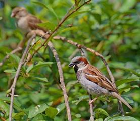 bird on a branch