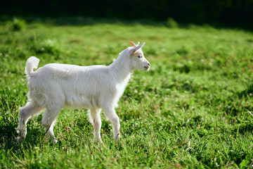 Obraz premium goats on a meadow