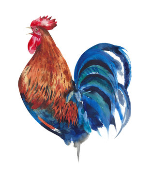 Rooster colorful bird cockerel farm animal watercolor painting illustration isolated on white background
