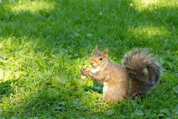 squirrel with a peanut in the mouth on a green grass in a park in Ottawa, Canada