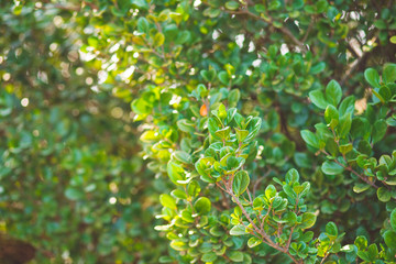 Nature green tree