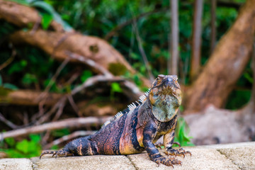 Iguana on a rock