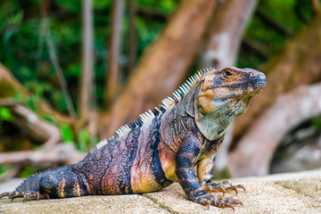 Iguana