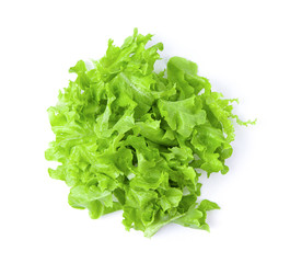 lettuce leaf isolated on white background. top view