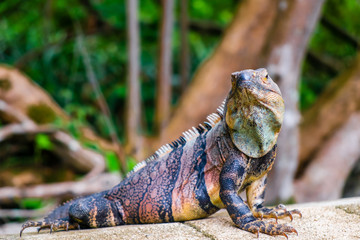Iguana