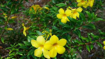 The Beautiful Yellow Flowers in the Garden