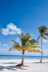 palm tree on the beach