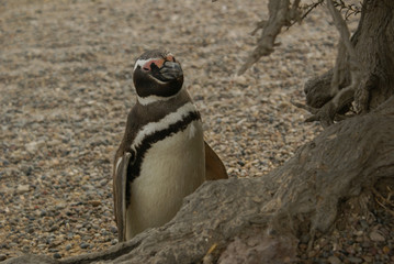 Fototapeta premium Magellanic penguins