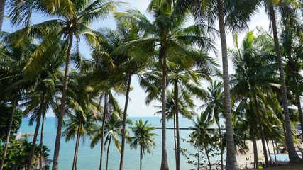 Coconut Trees in Batam View & Resort