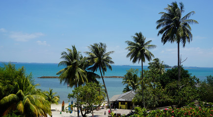 A View of Coconut Trees from a Distance in Resort