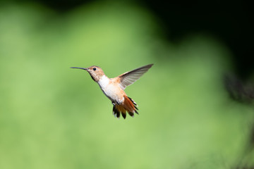 Hummingbird in flight