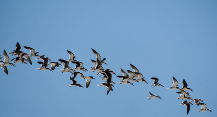 Shorebirds of NC