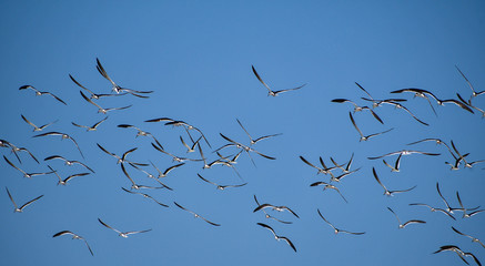 Shorebirds of NC