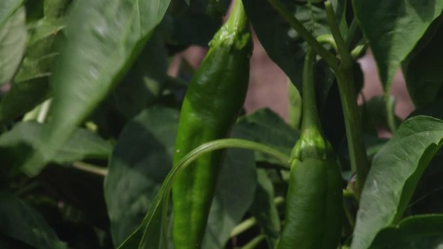 Orginic Hatch Green Chilis Growing on a Sustainable Agricultural Produce Farm