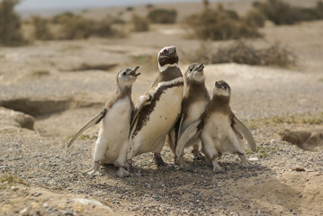 penguin mom with her three young