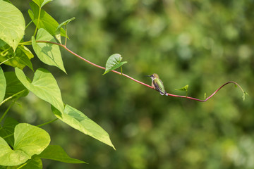 Ruby-throated hummingbird on morning glory vine