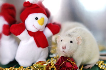 Rat in the Christmas atmosphere near toy snowman. Symbol of the year 2020