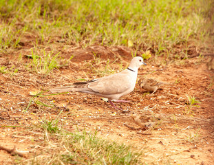 Ringed Turtle-Dove