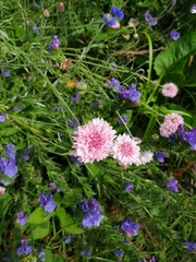 Fototapeta premium flowers in garden