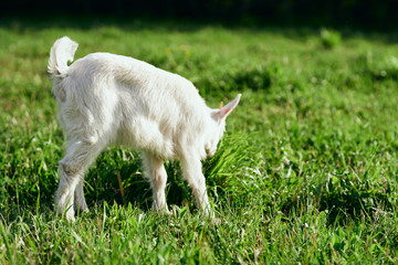 Obraz premium white goat on green grass