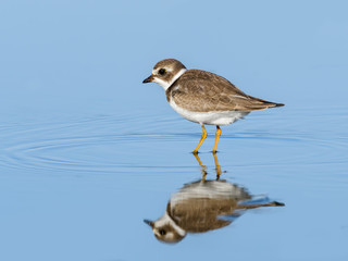 Semipalmated Plover with Reflection in Blue Water