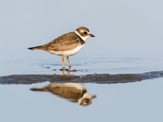 Semipalmated Plover with Reflection in Blue Water