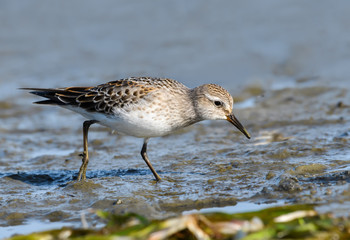White-rumped Sandpiper with Reflection Foraging on Mudflat