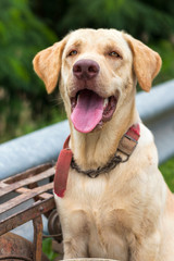 Thai dog, cream color, tongue out, panting.