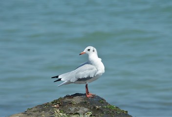 a seagull sitting on a rock at the seashore