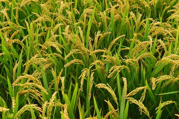 Mature rice in the field