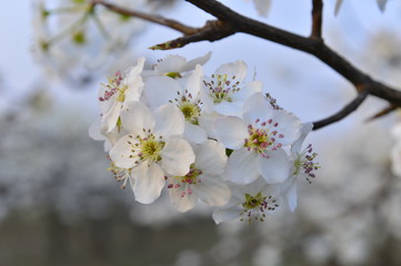 Pear flower in full bloom in spring