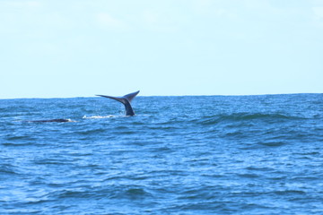 Fototapeta premium whale south africa