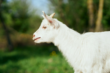 portrait of a goat