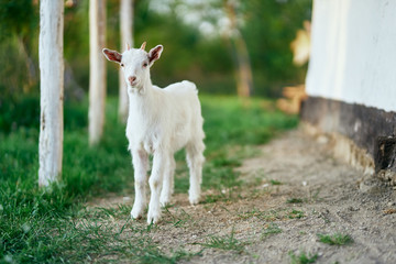 Obraz premium goat on green grass