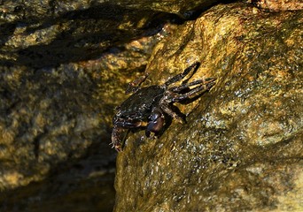 a sea crab on a stone