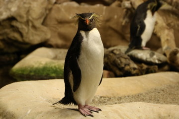 penguin