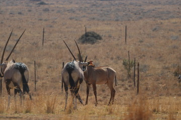 Naklejka na ściany i meble south african antilope
