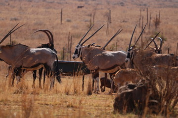 south african antelope