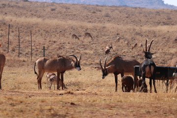 antelopes safari