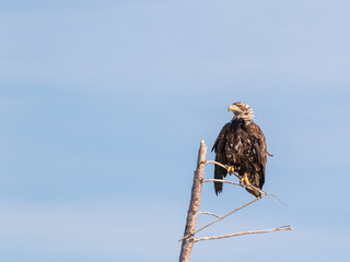 Juvenile bald eagle (Haliaeetus leucocephalus)